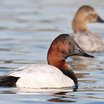 Canvasback